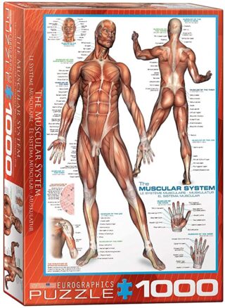 Rompecabezas “Sistema muscular”